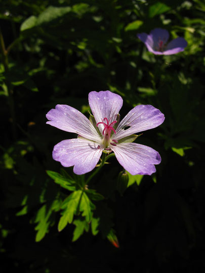 花弁の先端が3裂するのでイブキフウロの可能性あり？