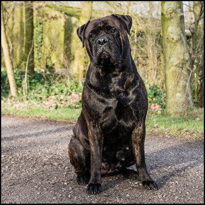 Bullmastiff Brindle Puppies For Goldenacresdogs Bullmastiff Brindle Puppies For