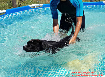 addestramento cani Pisa Livorno Lucca Viareggio Versilia , educazione cani Pisa Livorno Lucca Viareggio Versilia , educatore cinofilo Pisa Livorno Lucca Viareggio Versilia , addestratore cinofilo ENCI Pisa Livorno Lucca Viareggio Versilia