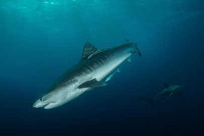 Tiger shark and Oceanic blacktip shark, Protea Banks, Shelly Beach