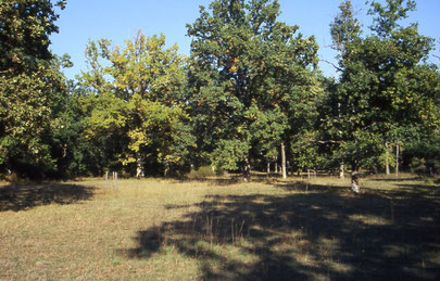Hutewald - Alter Lebensraum mit großer Artenfülle.