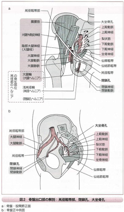 骨盤出口部の解剖