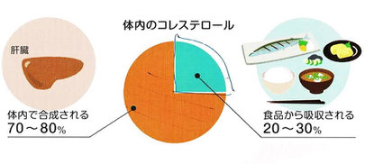 体内のコレステロール