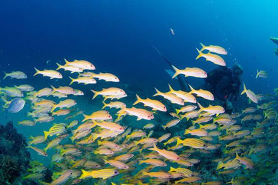 Diving in Zavora with Wobbegong Divers - Dante Harker
