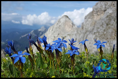 spring gentian on a mountain top