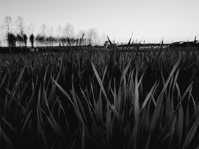 Fotografía: Frank Gomez