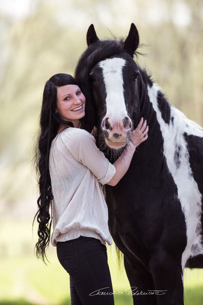 Tinker Irish Cob Gypsy Cob Hengst Reitkunst Pony