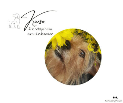Symbolisches Kursbild mit einem selbstsicheren Hund in einer Alltagssituation, ergänzt durch den Hinweis auf Hundekurse von Tiertraining Diamant für Welpen bis Hundesenior in Salzburg Stadt