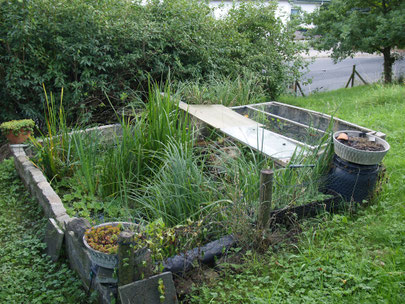 Haltungsbedingungen - Schildkröten als Haustiere