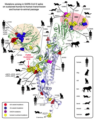  Compilation of SARS-CoV-2 spike mutations occurring in humas and animals. Red spheres: United Kingdom (UK) variant, Blue spheres: South African (ZA) variant, Magenta: both UK/ZA variants, Yellow spheres: animals as indicated in the inset. 