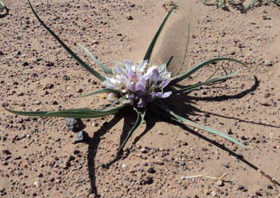 Liliae nel deserto del marocco : fiori