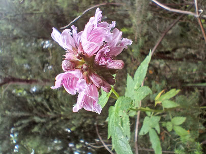 rosa-blüte-lippenblütler-dreigeteilte-grüne-Blätter-am-waldrand