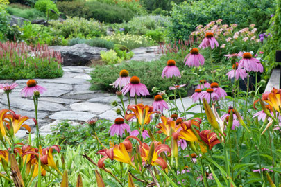 One of the perennial gardens at Distant Hill with red and yellow day lilies and purple coneflower 