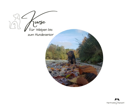 Alltagstraining hund salzburg, welpenkurs, junghundekurs, alltagskurs, alltagstraining hund, hundeschule, hundetraining salzburg stadt, hundeschule salzburg süd, training für kleinhunde, hundekurse 2025, gruppenkurs hund, tiertraining diamant