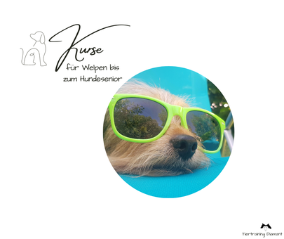 Symbolisches Kursbild mit einem selbstsicheren Hund in einer Alltagssituation, ergänzt durch den Hinweis auf Hundekurse von Tiertraining Diamant für Welpen bis Hundesenior in Salzburg Stadt