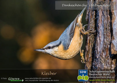 Sammelposter Kleiber