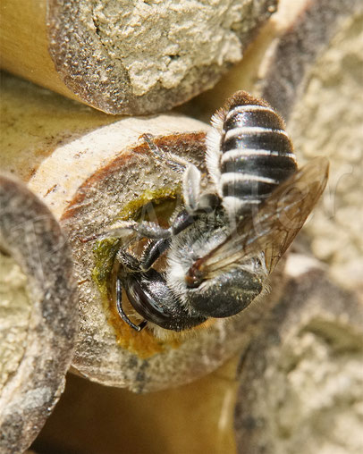 Bild: Luzerne-Blattschneiderbiene, Megachile rotundata, Verschluss Nistgang Bambusröhrchen