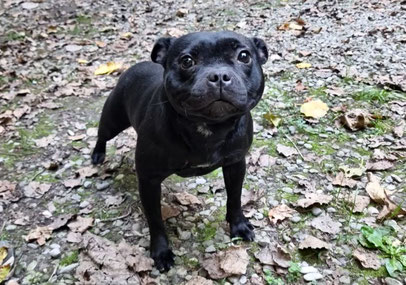 Zlatanera ( Staffordshire Bull Terrier )