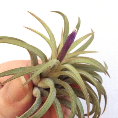 Blooming I. Rubra Tillandsia by PASiNGA