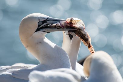 lekker fisch