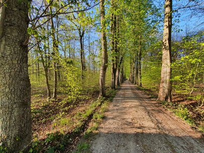 Schmaler Weg durch einen Wald mit Laubbäumen im Frühling