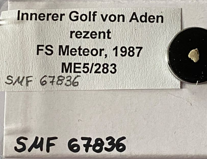 Senckenberg, Bryozoa, Bryozoen, Moostierchen, Sammlung Voigt