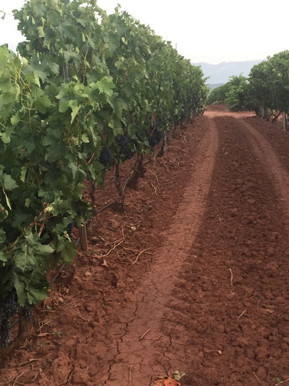 Weingarten der Rioja, dem Land der roten Erde