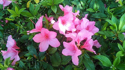 鮮やかなツツジの花