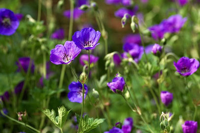 Geranium