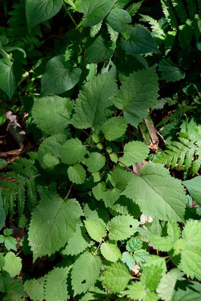 オオアキギリと思われる植物の葉