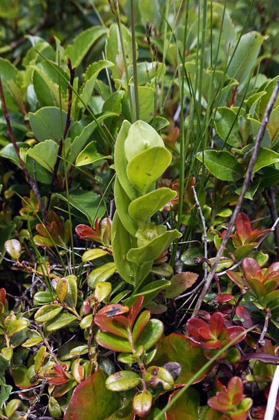 え〜と、この植物は...