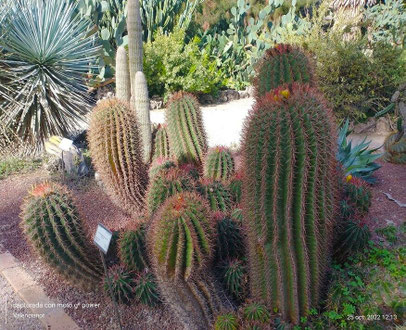 Captus americanos del desierto en el Jardín Botánico. 