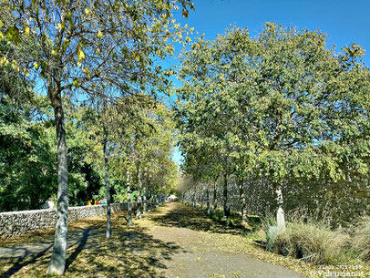 Desde el extremo occidental del Jardín del Turia parten los dos recorridos principales del parque, el Paseo del Molí del Sol y la Senda de Ribera situados uno a cada lado del lago.