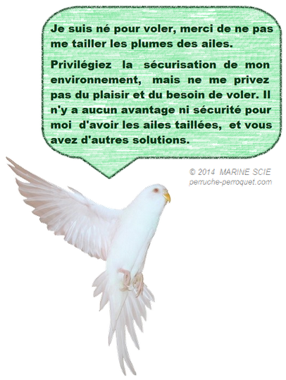 Les perruches et perroquets sont nés pour voler, merci de ne pas leur tailler les plumes des ailes.