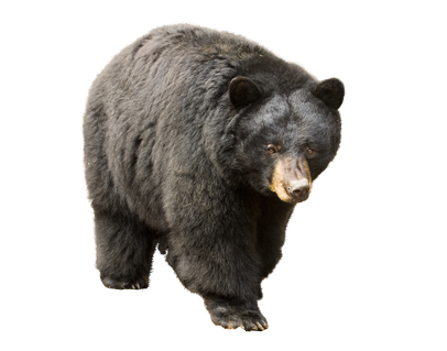 image ours noir baribal transparent sur fond blanc détouré pour illustration site web devoir ecole college