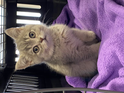 Inzwischen betrifft der Welpenhandel auch immer mehr Katzen.