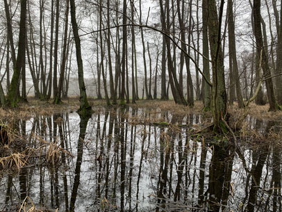 Erlenstämme spiegeln sich auf überschwemmtem Waldboden