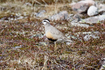 Mornellregenpfeifer (Foto: Chrisrian Haass)