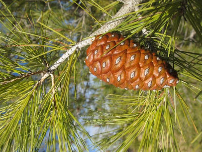 Árbol piñonero de la Sierra de Mariola (Comunidad Valenciana)