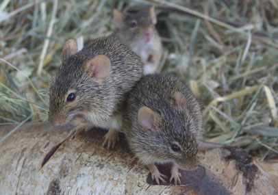 Die Neumanns Grasratte (A. neumanni) ist die kleinste Arvicanthis-Art