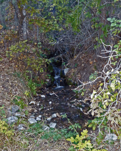 spring, Holiday Mesa, Jemez Mountains, Santa Fe National Forest, New Mexico