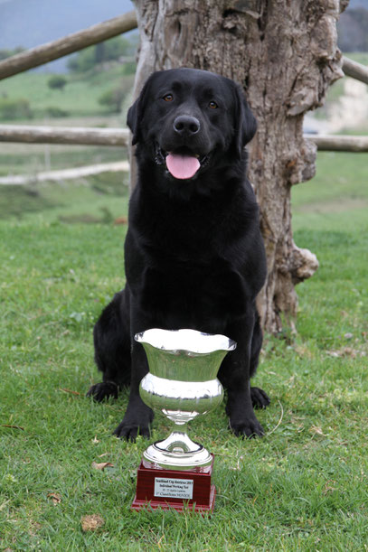 Dandy vincitore del trofeo Southland Cup Retriever