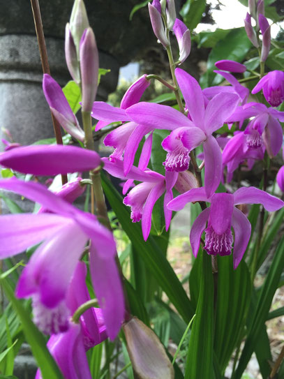 シランの花　花は正しく蘭の形をしている　手間要らずでこんなに綺麗な花が咲くなんてお徳！！