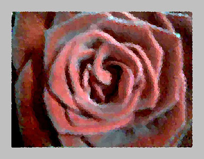 KEINE ROSE IST KEINE ROSE IST KEINE ROSE (c) De Toys, 24.1.2008