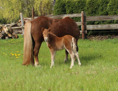 Safina aus dem Wendland