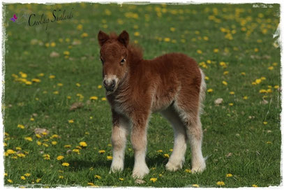 Coolstep Renesmee