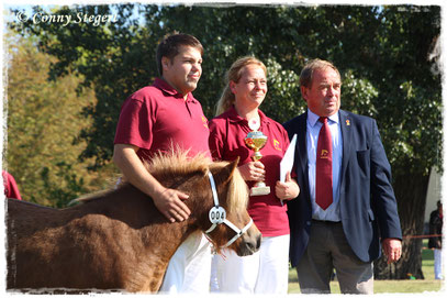 2. Reservesiegerin Original Shetlandpony - Safina aus dem Wendland