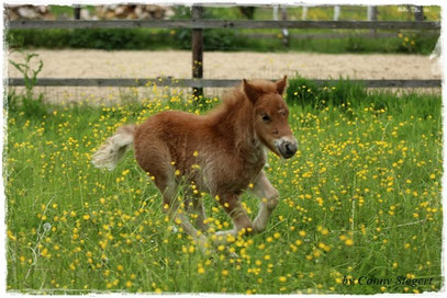 Mr. Mister aus dem Wendland