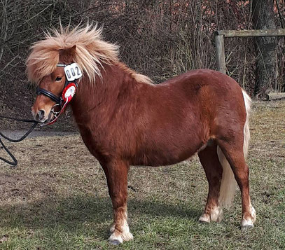 gekört- Giotto aus dem Wendland