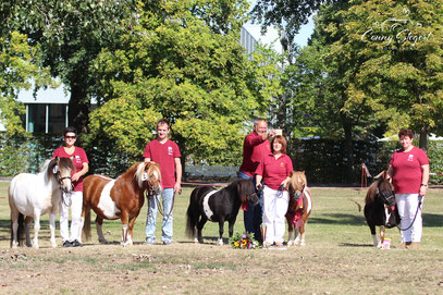 Gruppenbild Shettys & Minis